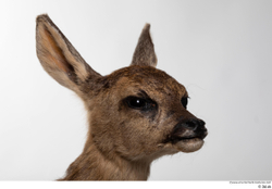 Head Deer Animal photo references